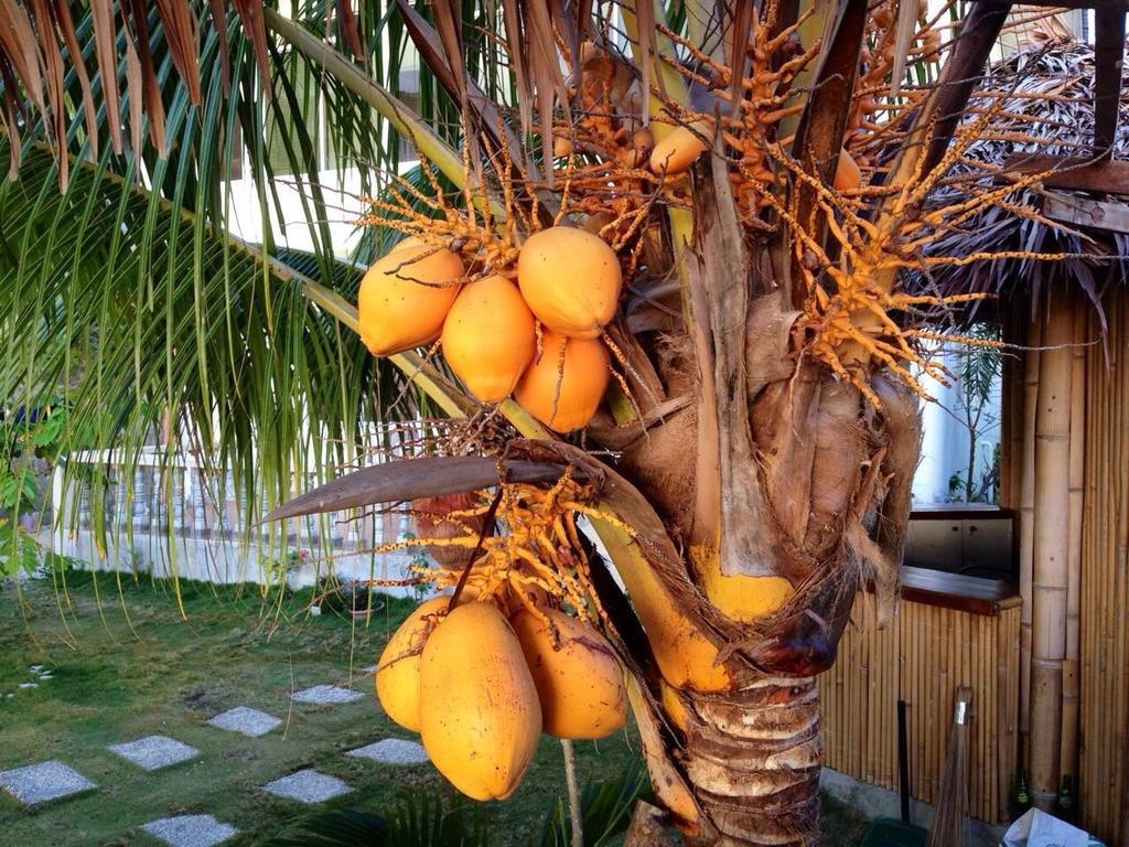 Oslob Garden Stay Beach Resort Eksteriør bilde